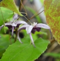 Epimedium acuminatum L575