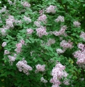 Syringa microphylla 