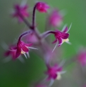 Tiarella polyphylla CBCH784