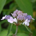 Hydrangea aspera var.villosa