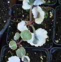 Saxifraga stolonifera 'Setsu Gekka'