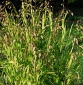 Chasmanthium latifolium