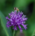 Vernonia baldwinii 