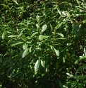 Salix CBKR1299 (Jirisan) 