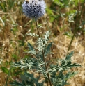 Echinops chantavicus KZ5471