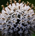 Echinops exaltatus 