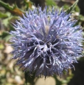 Echinops karatavicus KZ5472