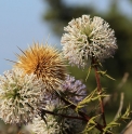 Echinops spinosissimus GEO5395