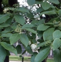 Ehretia dicksonii