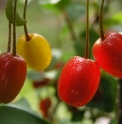 Elaeagnus multiflora