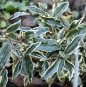 Elaeagnus pungens 'Hosuba Fukurin'