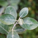 Elaeagnus umbellata var.rotundifolia JP4566