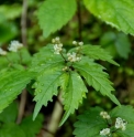 Elatostema umbellatum