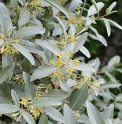 Elaeagnus (Eleagnus) 'Quicksilver'