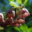 Enkianthus campanulatus var. palibinii