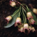 Enkianthus deflexus