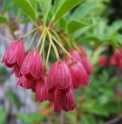 Enkianthus campanulatus 'Miyama Beni'