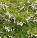 Enkianthus perulatus