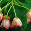 Enkianthus campanulatus var.sikokianus