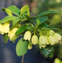 Enkianthus campanulatus 'Sinsetu'