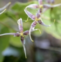 Epimedium acuminatum 'Sichuan Beauty' CBCH320