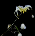Epimedium acuminatum 'Yellow form'