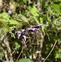 Epimedium acuminatum 'Night Mistress'