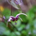 Epimedium acuminatum 'Ruby Shan'