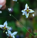 Epimedium 'Amanogawa'