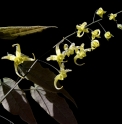 Epimedium baojingense