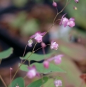 Epimedium 'Beni Yushima' 