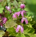Epimedium 'Benikujaku'