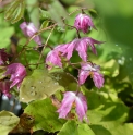 Epimedium 'Benikujaku'