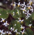 Epimedium brevicornu f. rotundatum 
