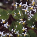 Epimedium brevicornu f. rotundatum 