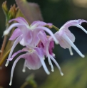 Epimedium 'Buckland Spider'