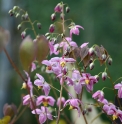 Epimedium x versicolor 'Cherry Tart'