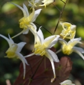 Epimedium 'Egret'