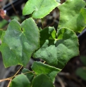 Epimedium elachyphyllum