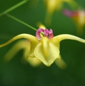 Epimedium fangii