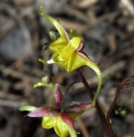 Epimedium 'Fire Dragon'