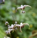 Epimedium 'The Pink Giant' 