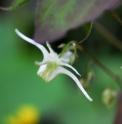 Epimedium grandiflorum f.flavescens