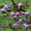 Epimedium grandiflorum 'Freya'