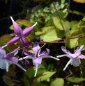 Epimedium grandiflorum 'Mugawa Gen Pan'