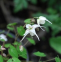 Epimedium grandiflorum 'Higoense Saturn'