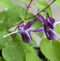 Epimedium grandiflorum 'Shiho'