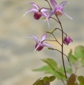 Epimedium grandiflorum 'Tancho'