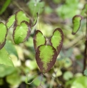 Epimedium grandiflorum 'Higoense Bandit'