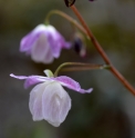 Epimedium 'Hina Matsuri'